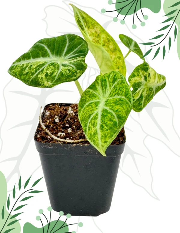 Alocasia Ninja Tricolor Variegata Ø-9cm H-15cm - obrazek 2