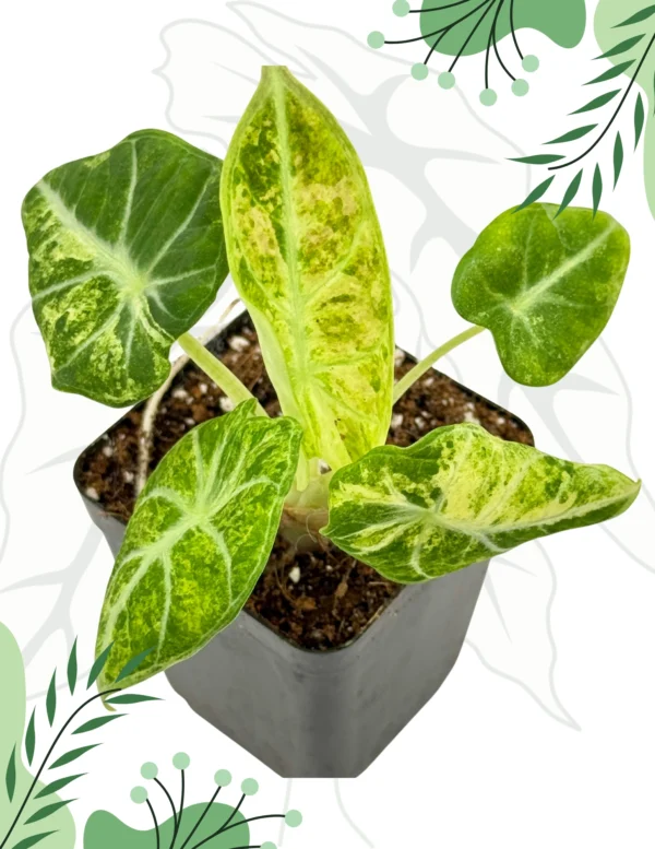 Alocasia Ninja Tricolor Variegata Ø-9cm H-15cm