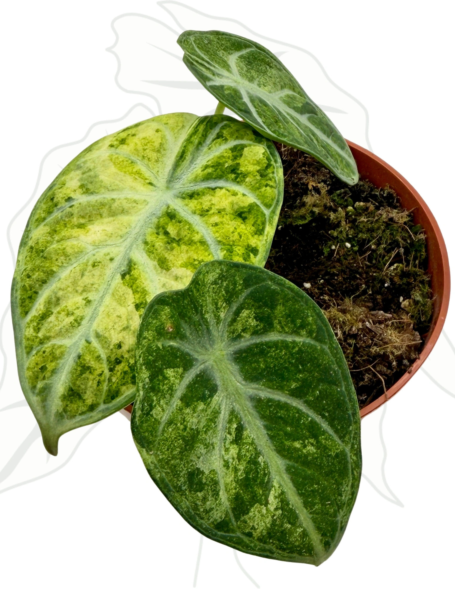 Alocasia Ninja Tricolor / アロカシア ニンジャ 斑入り Alocasia