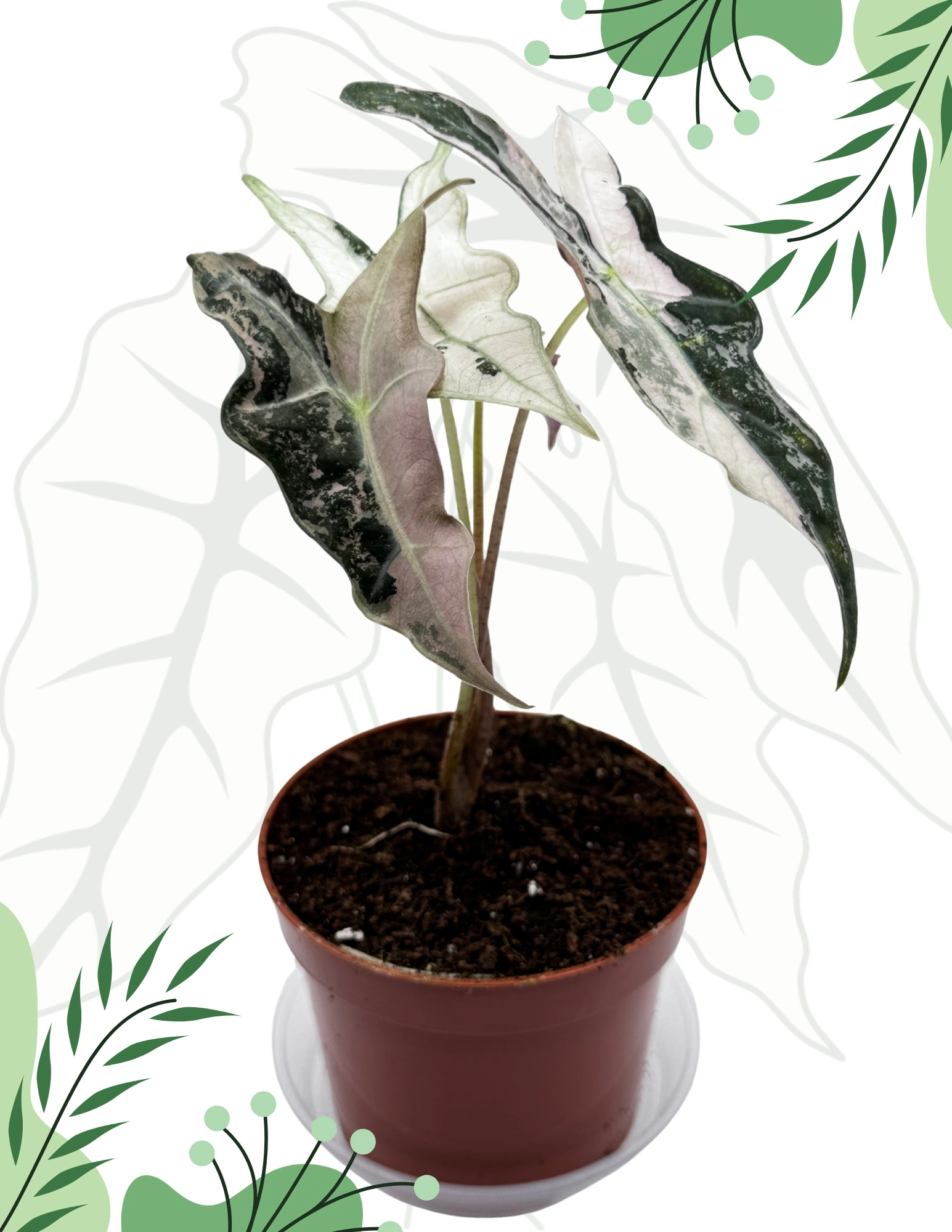 アロカシア ノビリス ピンク 極斑入り アロカシア ノビリスピンク Alocasia nobilis pink