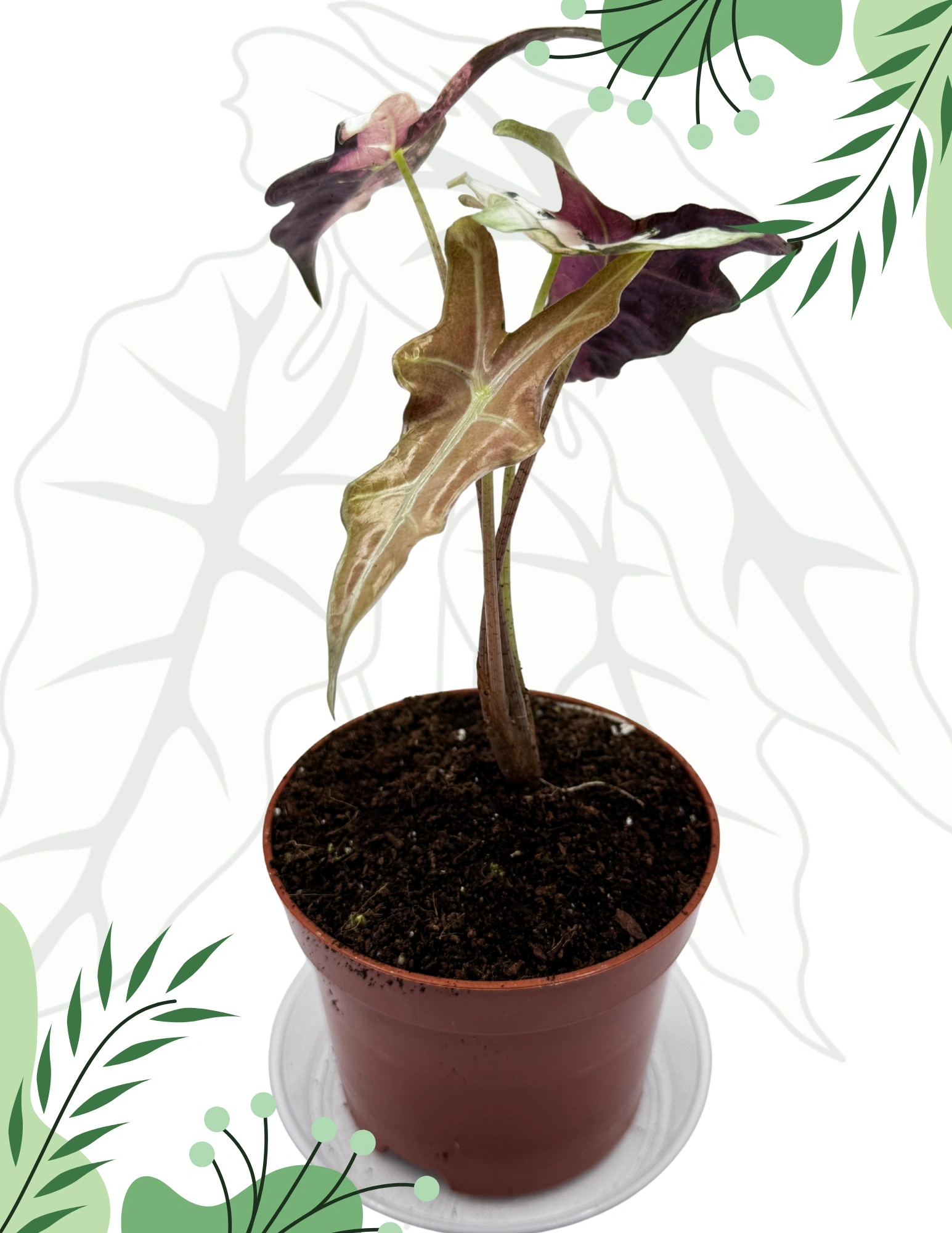 Alocasia Nobilis Pink Variegata Ø-6cm H-10cm - Borośliny