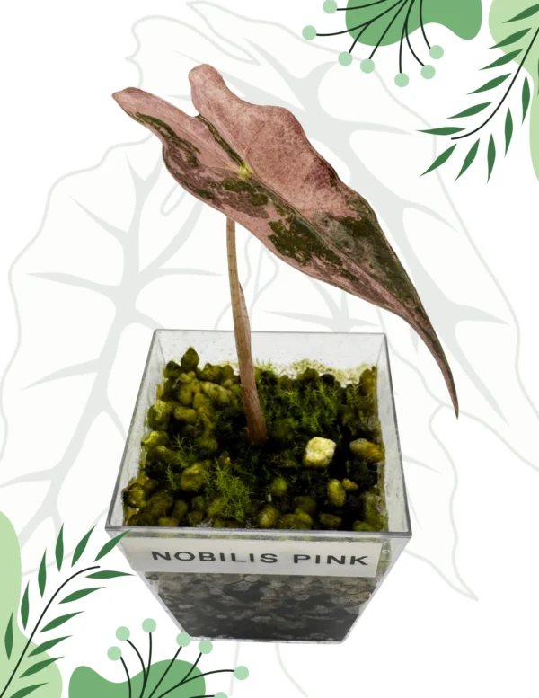 Alocasia Nobilis Pink Variegata Ø-6cm H-10cm