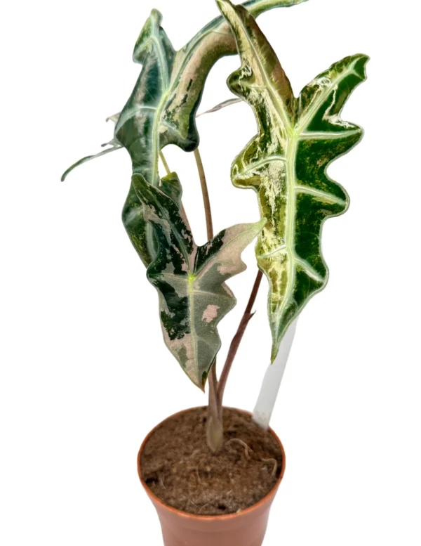 Alocasia Nobilis Pink Variegata Ø-10cm H-15cm - obrazek 2