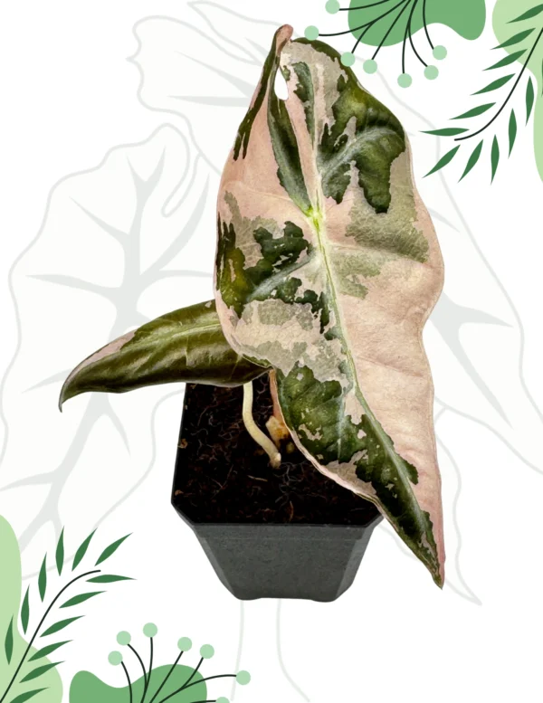 Alocasia Nobilis Pink Variegata Ø-6cm H-10cm - obrazek 2