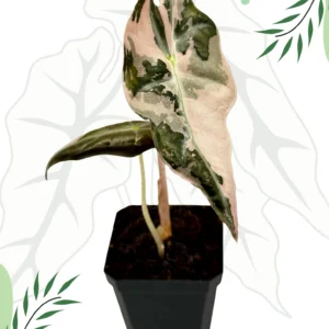 Alocasia Nobilis Pink Variegata Ø-6cm H-10cm
