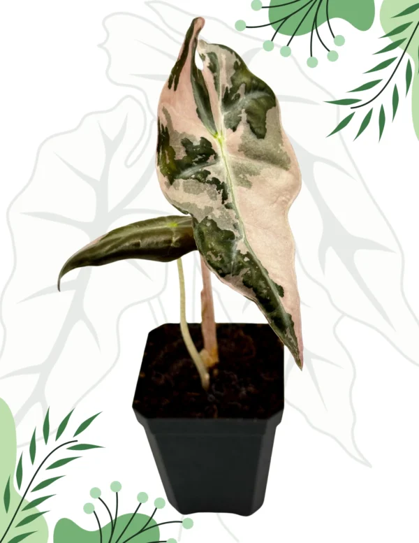 Alocasia Nobilis Pink Variegata Ø-6cm H-10cm
