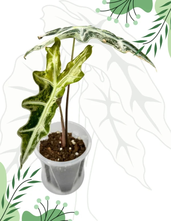 Alocasia Nobilis Pink Variegata Ø-10cm H-15cm - obrazek 2