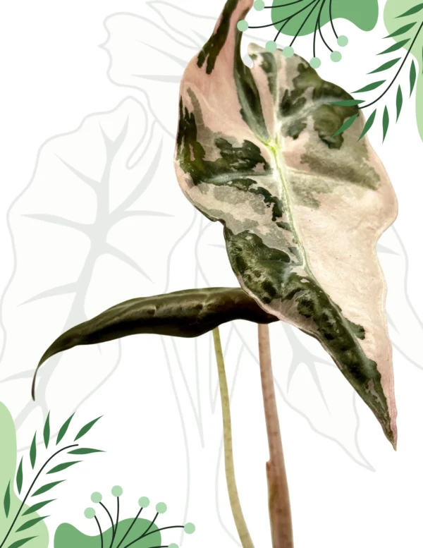Alocasia Nobilis Pink Variegata Ø-6cm H-10cm - obrazek 3
