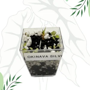 Alokazja Okinawa Silver Variegata Ø-6cm