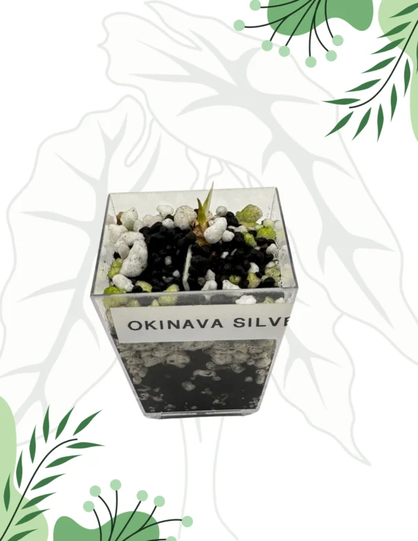 Alokazja Okinawa Silver Variegata Ø-6cm