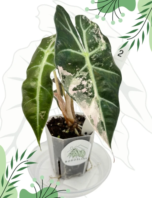Alocasia Polly Pink Variegata Ø-10cm H-15cm - obrazek 2