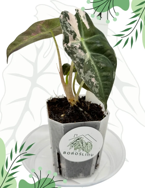 Alocasia Polly Pink Variegata Ø-10cm H-15cm - obrazek 3