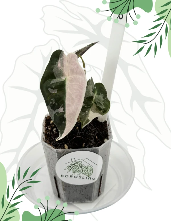 Alocasia Polly Pink Variegata Ø-10cm H-15cm - obrazek 4