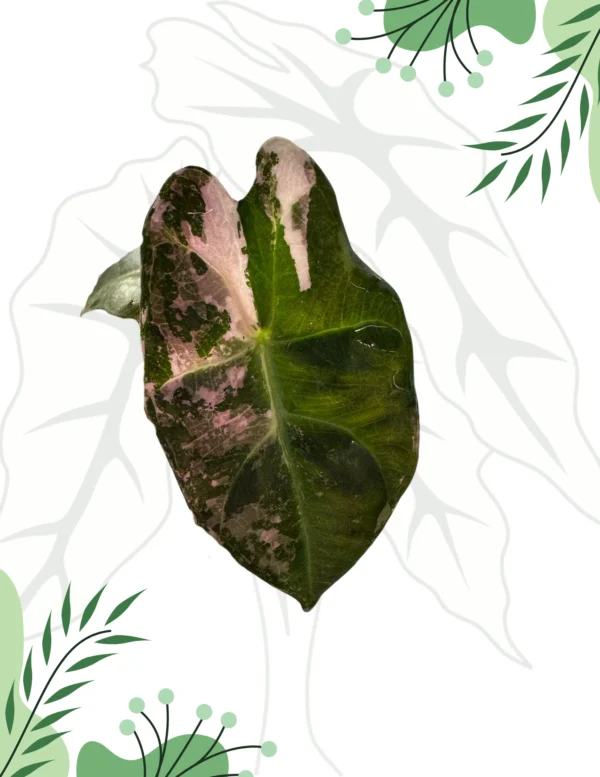 Alocasia Polly Pink Variegata Ø-10cm H-15cm PREORDER - obrazek 3