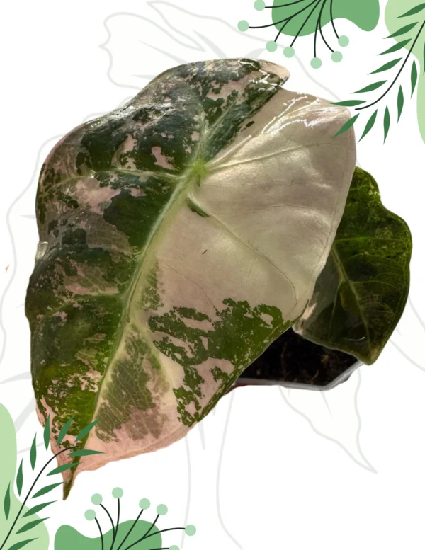Alocasia Polly Pink Variegata Ø-10cm H-15cm PREORDER