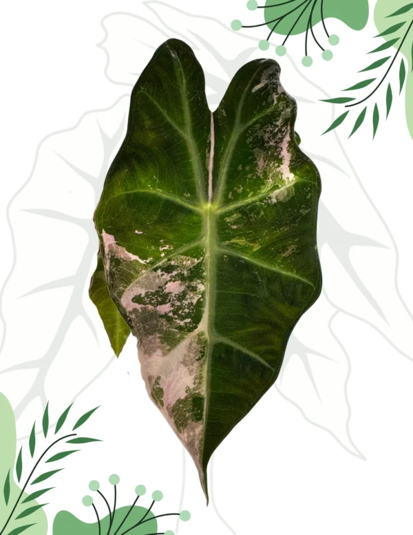 Alocasia Polly Pink Variegata Ø-10cm H-15cm PREORDER - obrazek 5