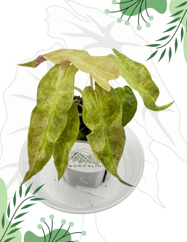 Alocasia Polly Splash Variegata Ø-7cm H-20cm