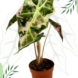 Alocasia Polly Variegata Ø-10cm H-15cm
