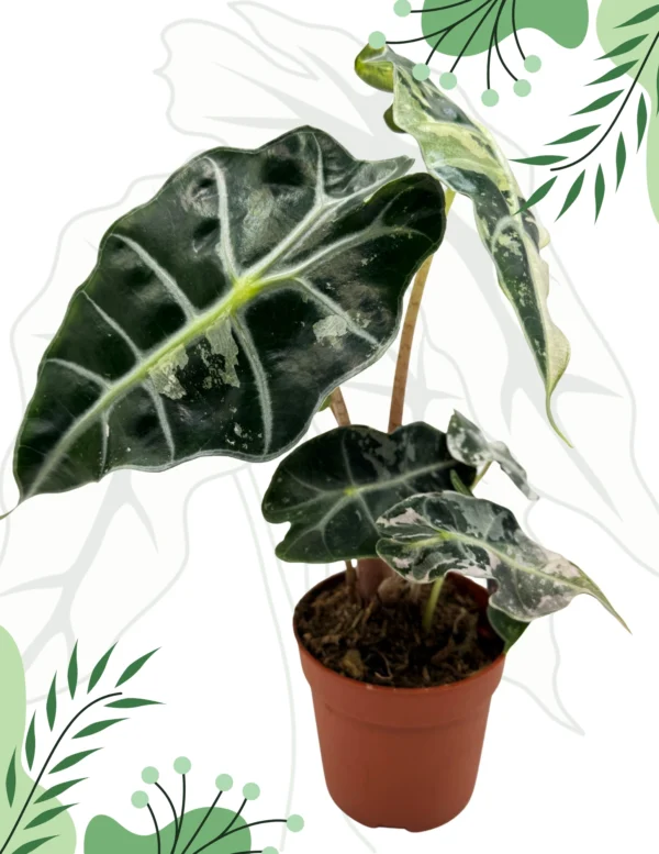 Alocasia Polly Variegata Ø-10cm H-15cm - obrazek 2