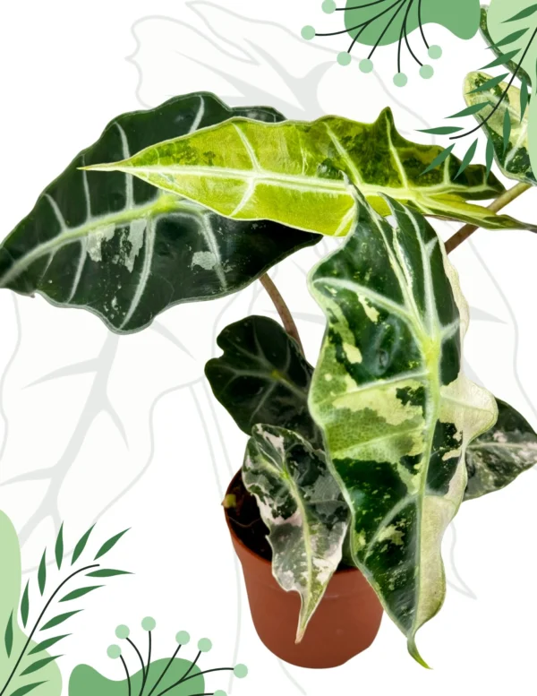 Alocasia Polly Variegata Ø-10cm H-15cm - obrazek 2
