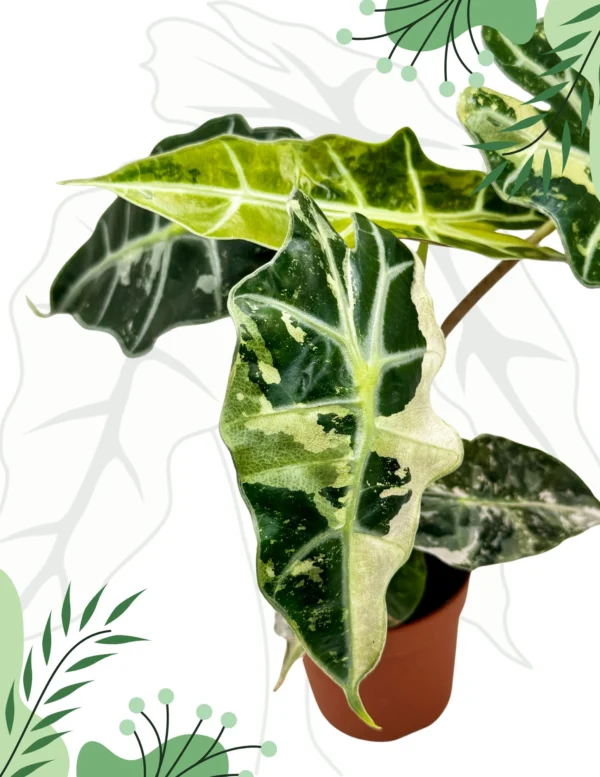 Alocasia Polly Variegata Ø-10cm H-15cm - obrazek 5