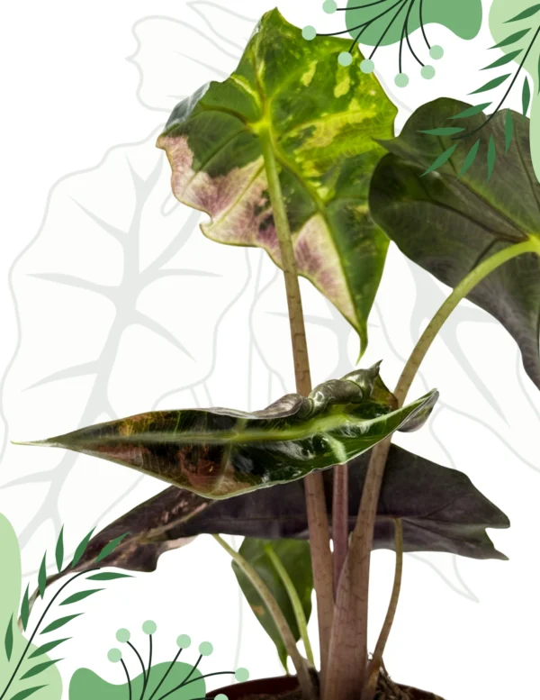 Alocasia Polly Variegata Ø-10cm H-15cm - obrazek 5