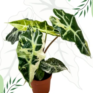 Alocasia Polly Variegata Ø-10cm H-15cm
