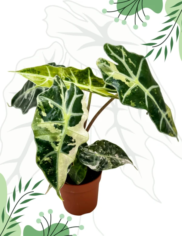 Alocasia Polly Variegata Ø-10cm H-15cm