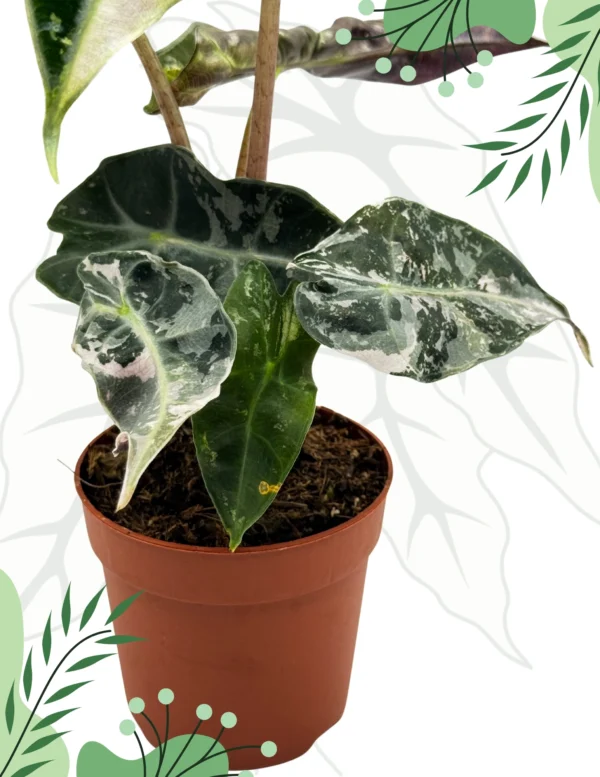 Alocasia Polly Variegata Ø-10cm H-15cm - obrazek 4