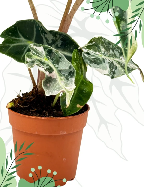 Alocasia Polly Variegata Ø-10cm H-15cm - obrazek 3