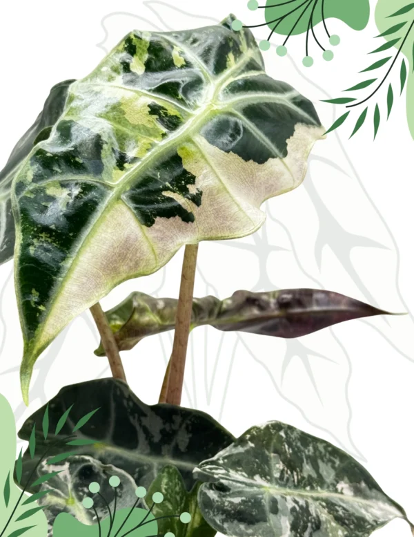 Alocasia Polly Variegata Ø-10cm H-15cm - obrazek 3
