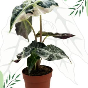Alocasia Polly Variegata Ø-10cm H-15cm