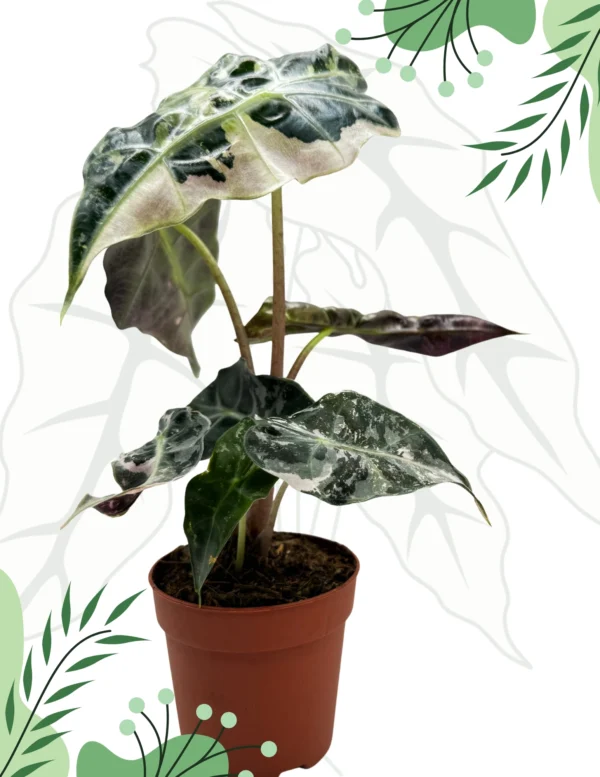 Alocasia Polly Variegata Ø-10cm H-15cm