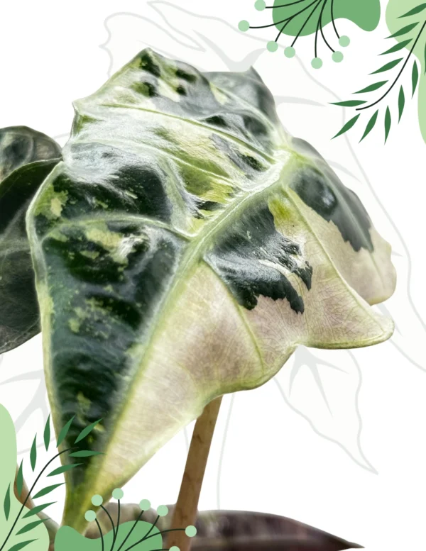 Alocasia Polly Variegata Ø-10cm H-15cm - obrazek 6