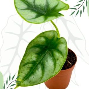Alocasia Reversa Ø-10cm H-15cm