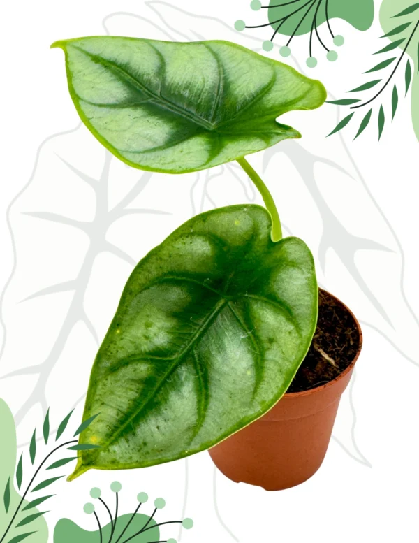 Alocasia Reversa Ø-10cm H-15cm