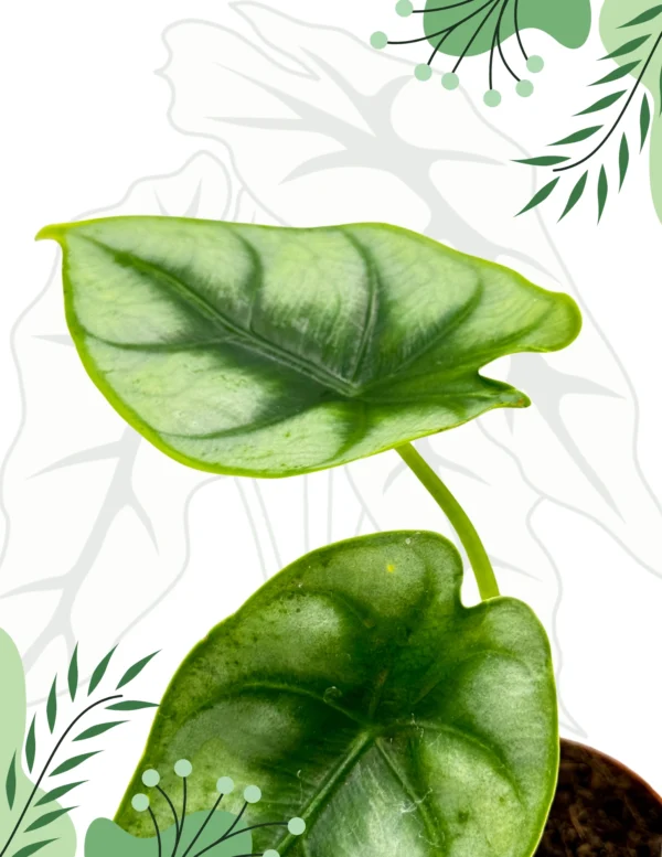 Alocasia Reversa Ø-10cm H-15cm - obrazek 2