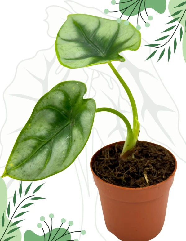 Alocasia Reversa Ø-10cm H-15cm - obrazek 3