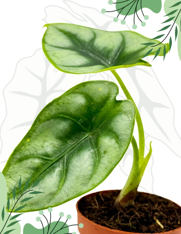 Alocasia Reversa Ø-10cm H-15cm - obrazek 4