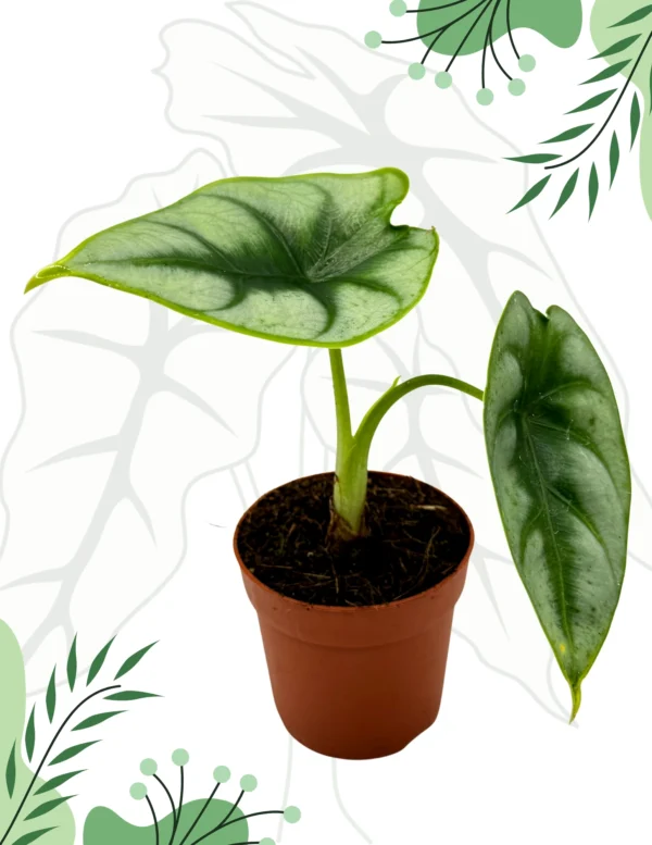 Alocasia Reversa Ø-10cm H-15cm - obrazek 5
