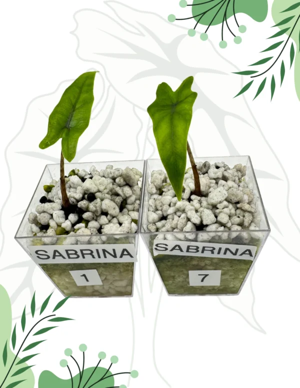 Alocasia Sabrina Ø-6cm H-10cm