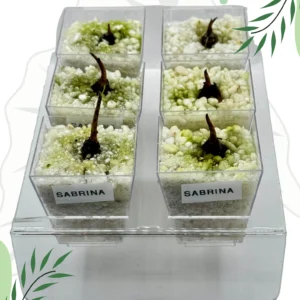 Alocasia Sabrina Ø-6cm H-10cm