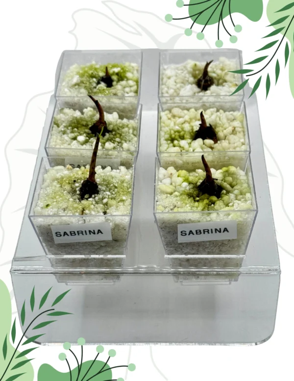 Alocasia Sabrina Ø-6cm H-10cm