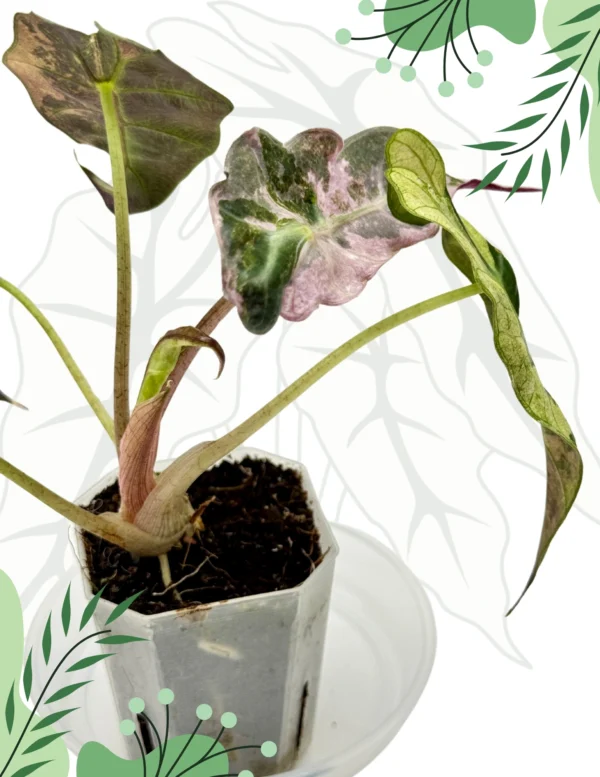 Alocasia Sanderiana Bull Pink Variegata Ø-9cm H-20cm - obrazek 3