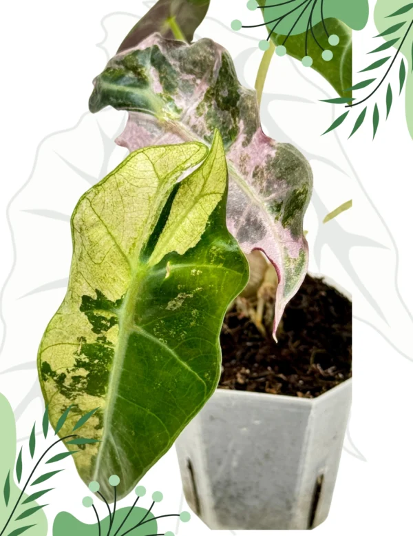 Alocasia Sanderiana Bull Pink Variegata Ø-9cm H-20cm