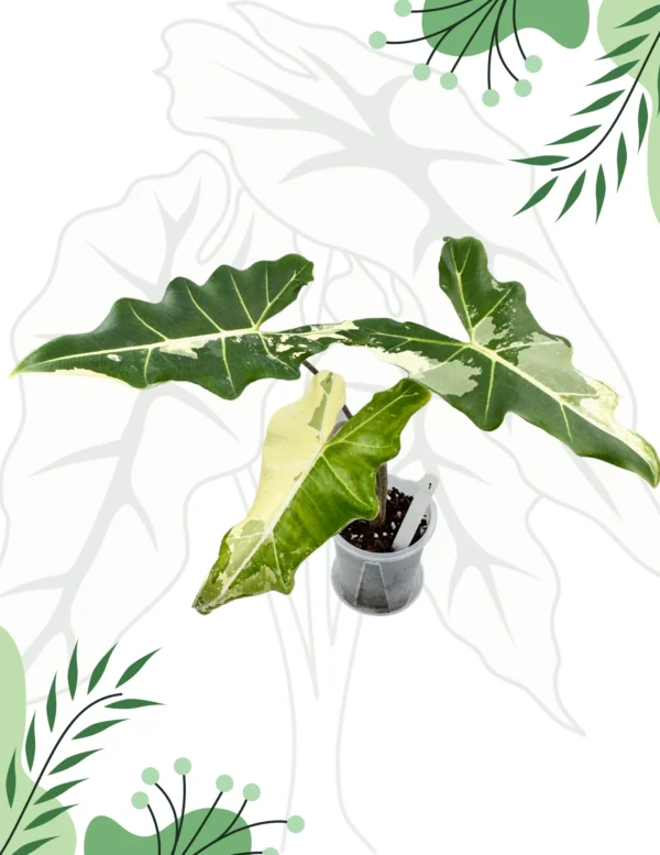 Alocasia Sarian Albo Variegata Ø-10cm H-40cm - obrazek 2