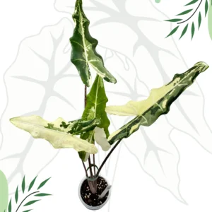 Alocasia Sarian Albo Variegata Ø-10cm H-40cm - Borośliny