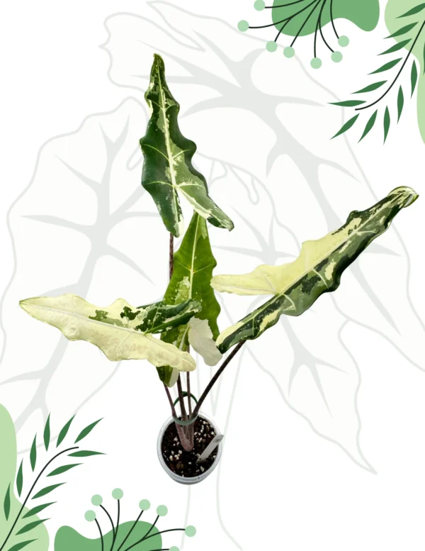 Alocasia Sarian Albo Variegata Ø-10cm H-40cm