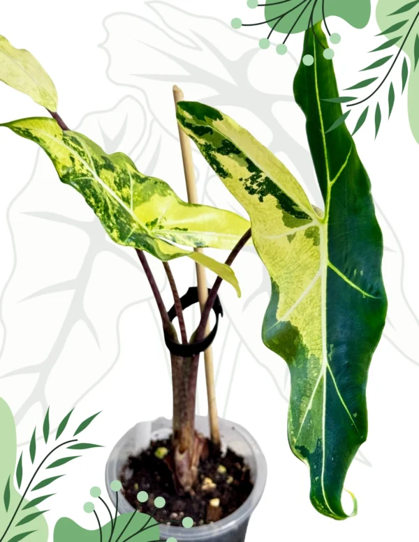 Alocasia Sarian Aurea Variegata Ø-10cm H-40cm - obrazek 4