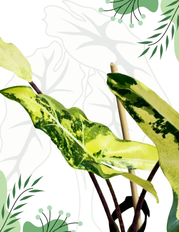 Alocasia Sarian Aurea Variegata Ø-10cm H-40cm - obrazek 3